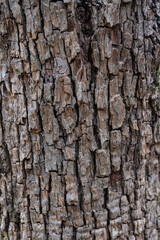 Fototapeta premium oak bark texture natural background