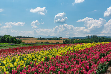 Fototapeta premium 青空の下に咲くグラデーション豊かな花