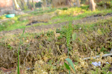 the green ripe wheat stitch growing in the farm.