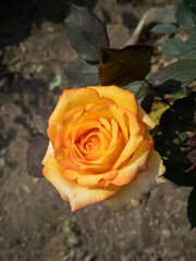 beautiful rose flower in a flower pot in a sunny day