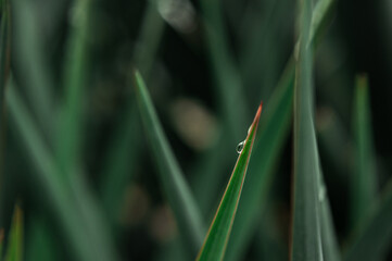 Green yucca leaves in water drops after rain. Palm tree after rain. selective focus