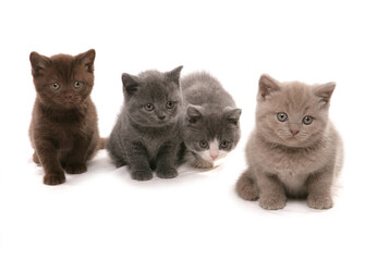 British shorthair kittens