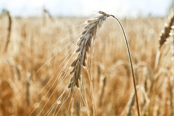 Ripe rye ears field. Harvesting
