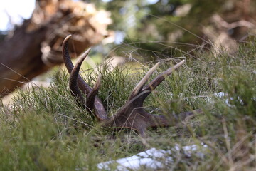 Red deer antler (Cervus elaphus) on the ground. Flower-covered meadow. Animal remains in early spring time