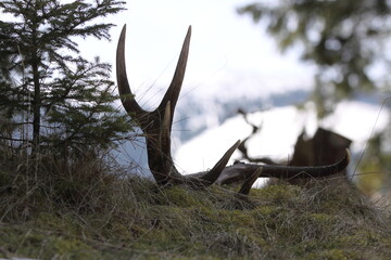 Fototapeta premium Red deer antler (Cervus elaphus) on the ground. Flower-covered meadow. Animal remains in early spring time