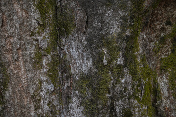 zelkova bark texture natural background