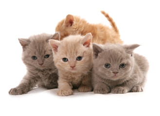Selkirk Rex Kittens