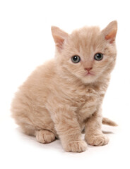 Selkirk Rex Kitten