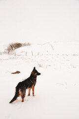 Berger Allemand dans la neige