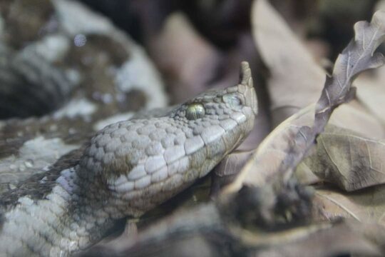 vipera