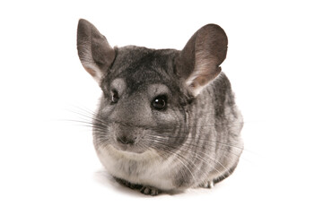 Grey Chinchilla