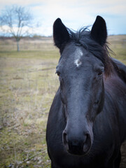 Black horse portrait head on a heath