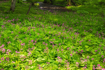 クリンソウ　津別町
