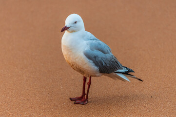 Seagull at the beach