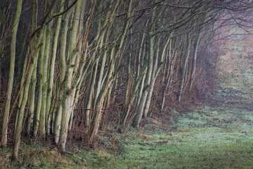 Trees on the edge of a small forest in Burgenland