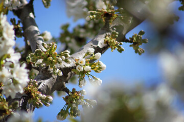 Cherry branch with white flowers. Blossom sakura in garden. Nature backdrop. Spring flowers. Springtime.