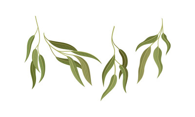 Evergreen Eucalyptus Branch with Waxy Glaucous Narrow Leaves Vector Set
