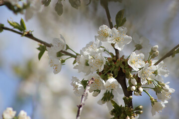 Cherry branch with white flowers. Blossom sakura in garden. Nature backdrop. Spring flowers. Springtime.