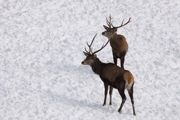 Herd majestic red deer on a snowy meadow behind the winter forest during suny day