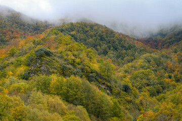 Valleys and hills covered with deciduous forest among the mist