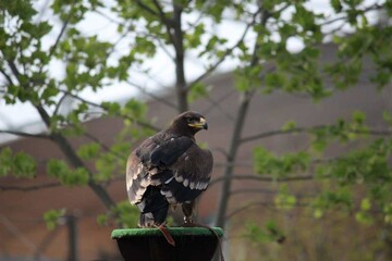 falco