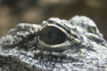 coccodrillo