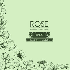 Background filled with Rosa canina and with empty circle inside. Detailed hand-drawn sketches, vector