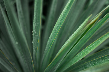 Green yucca leaves in water drops after rain. Palm tree after rain. selective focus