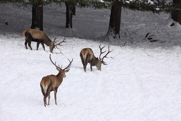 Naklejka na ściany i meble Herd majestic red deer on a snowy meadow behind the winter forest during suny day