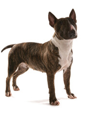 Minature Bullterrier