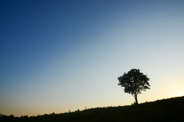 Obraz premium The silhouette single lonely tree on small hill with clear blue sky at beautiful sunset time.
