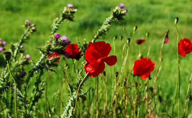 papaveri rossi mossi dal vento
