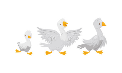 Feathered Goose and Baby Gosling as Farm Bird Walking in the Yard Vector Set