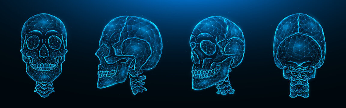 Polygonal vector illustration of human skulls, front, side, and back views. Set of low poly models of skulls with cervical spine isolated on dark blue background. Head bone anatomy concept art.