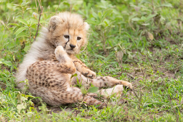 Fototapeta na wymiar Cheetah Cub on the Serengeti Grasslands in Tanzania Africa