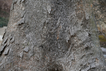 zelkova bark texture natural background