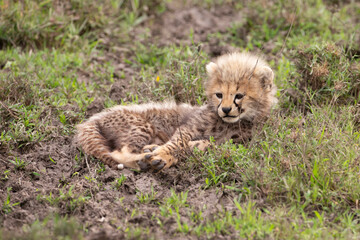 Naklejka na ściany i meble Cheetah Cub on the Serengeti Grasslands in Tanzania Africa