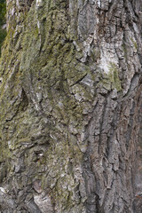 chestnut bark texture natural background