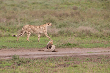 Cheetah Cubs in Tanzania