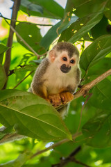 Squirrel monkey, Saimiri oerstedii, sitting on the tree trunk with green leaves, Corcovado NP, Costa Rica. Monkey in the tropic forest vegetation. Wildlife scene from nature. Beautiful cute animal.