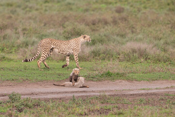 Cheetah Cubs in Tanzania