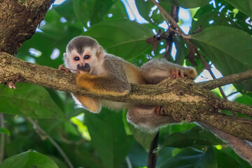 Squirrel monkey, Saimiri oerstedii, sitting on the tree trunk with green leaves, Corcovado NP, Costa Rica. Monkey in the tropic forest vegetation. Wildlife scene from nature. Beautiful cute animal.