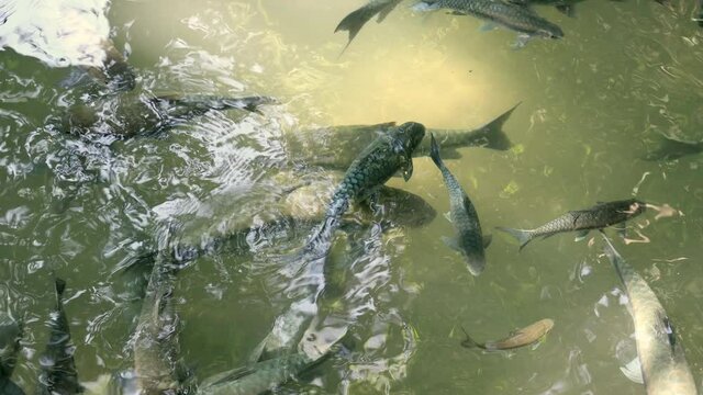 Flock of Solo brook carp fish ( Science name is Tor Soro ) in the river.