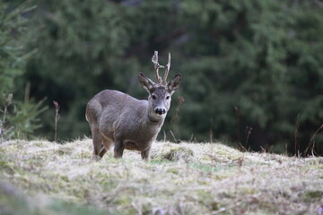 Old roe deer, capreolus capreolus, buck in spring with new antlers. Wild animal with trees background. Roe buck in spring.