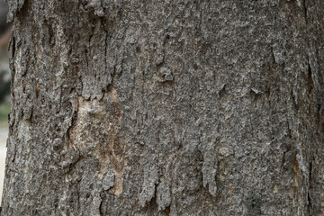 zelkova bark texture natural background