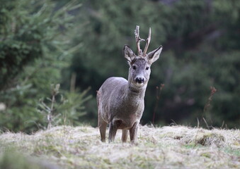 Old roe deer, capreolus capreolus, buck in spring with new antlers. Wild animal with trees background. Roe buck in spring.