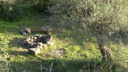 Round rock build campfire surround in old olive grove