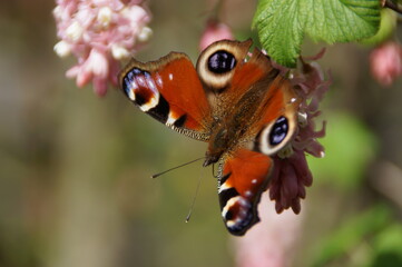 Naklejka premium butterfly on a flower