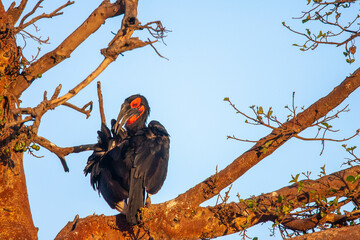 Southern Ground Hornbill in nesting tree