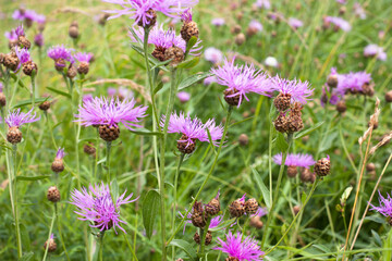 beautiful pink purple cornflowers (Centaurea jacea) in a summer meadow